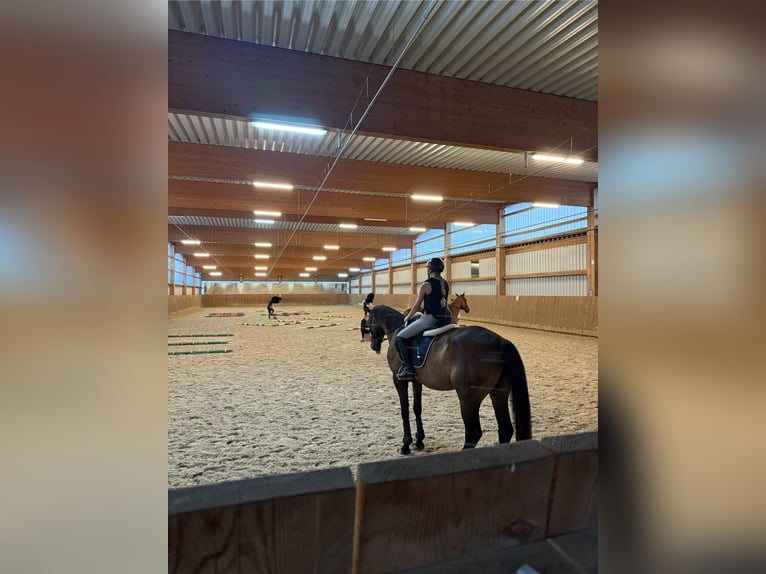 Koń oldenburski Wałach 10 lat 170 cm Ciemnogniada in Senden