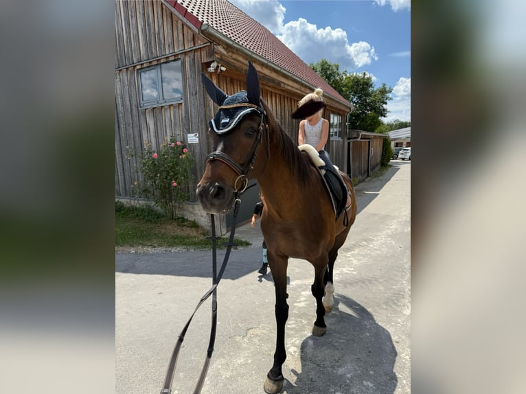 Koń oldenburski Wałach 10 lat 170 cm Ciemnogniada in Senden
