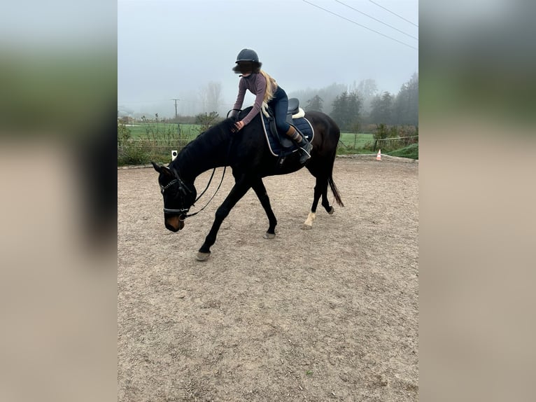 Koń oldenburski Wałach 10 lat 170 cm Ciemnogniada in Senden