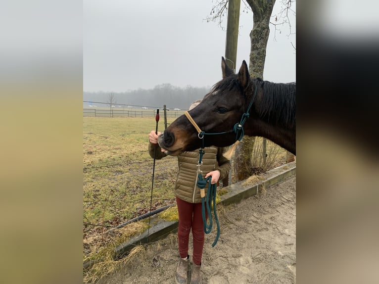 Koń oldenburski Wałach 10 lat 170 cm Ciemnogniada in Senden