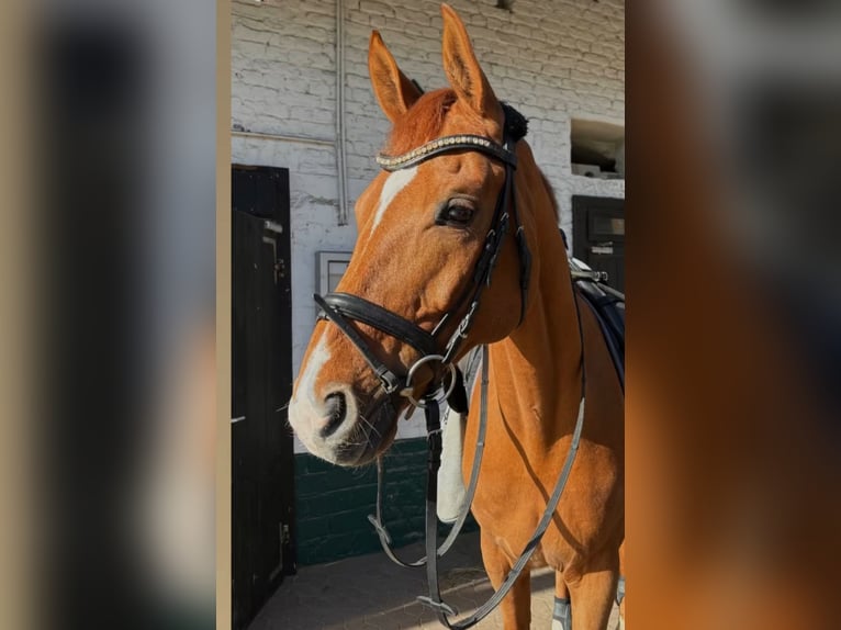 Koń oldenburski Wałach 10 lat 170 cm Kasztanowata in Neuss