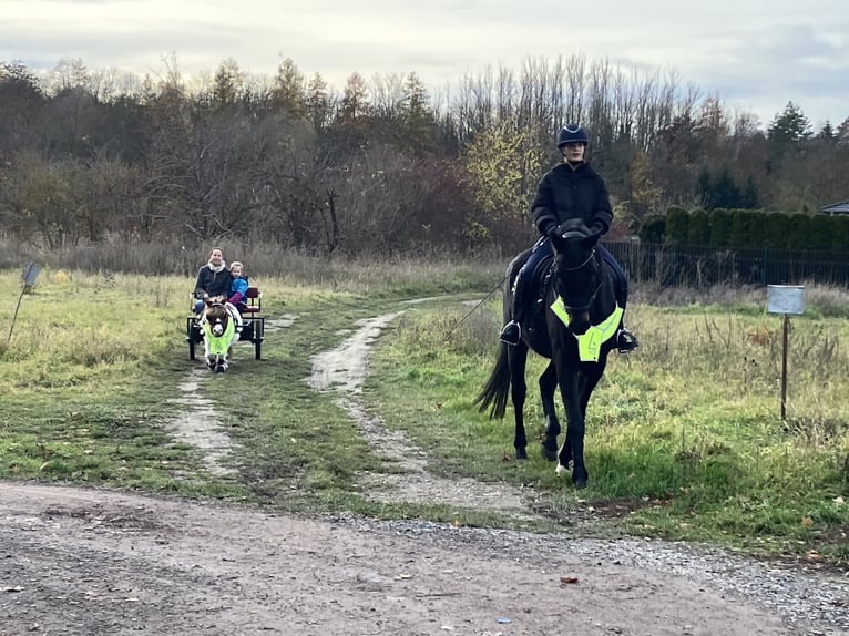 Koń oldenburski Wałach 10 lat 170 cm Skarogniada in Westgreußen