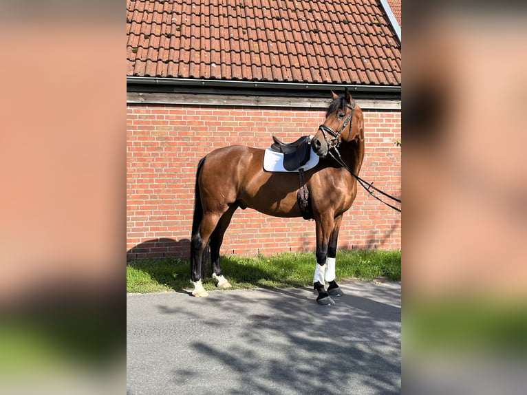 Koń oldenburski Wałach 10 lat 172 cm Ciemnogniada in Halle