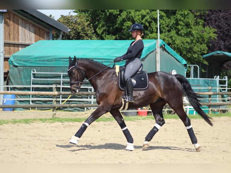 Koń oldenburski Wałach 10 lat 172 cm Kara in Nottuln