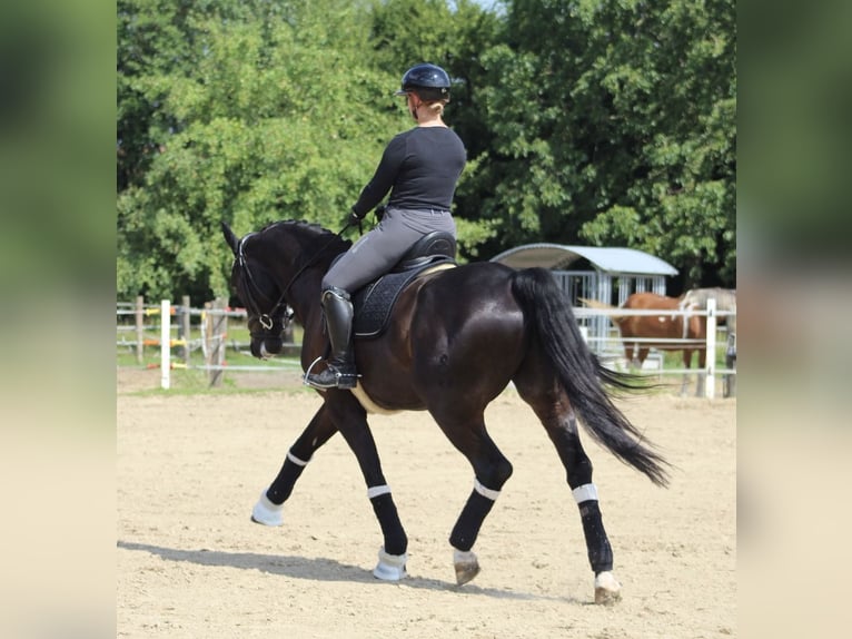 Koń oldenburski Wałach 10 lat 172 cm Kara in Nottuln