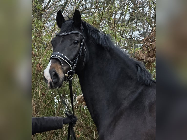 Koń oldenburski Wałach 10 lat 172 cm Skarogniada in Wachtendonk