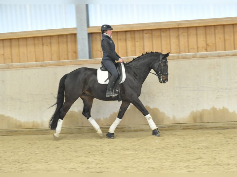 Koń oldenburski Wałach 10 lat 172 cm Skarogniada in Wellheim