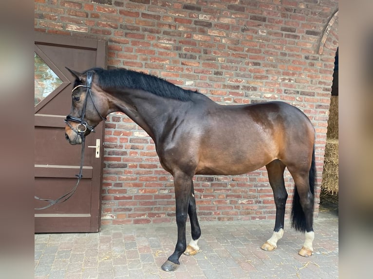 Koń oldenburski Wałach 10 lat 173 cm Ciemnogniada in Viersen