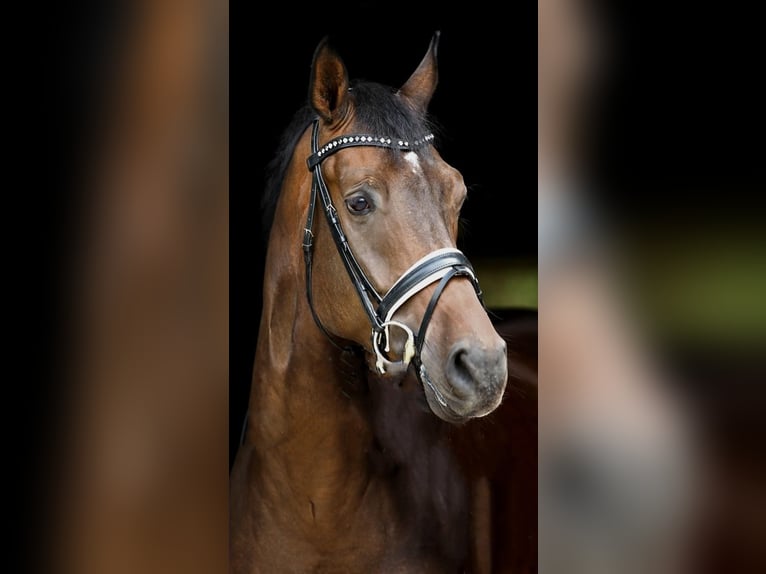 Koń oldenburski Wałach 10 lat 173 cm Ciemnogniada in Viersen