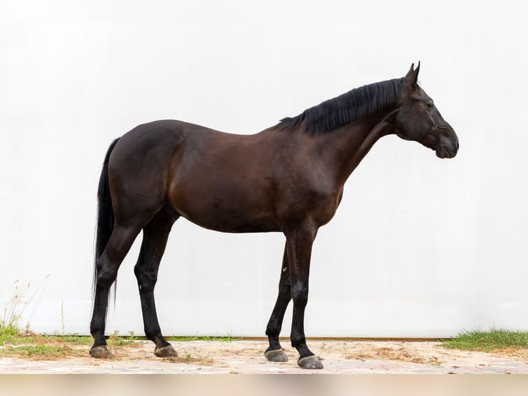 Koń oldenburski Wałach 10 lat 173 cm Kara in Siedliska
