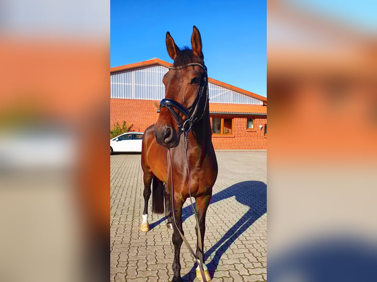 Koń oldenburski Wałach 10 lat 176 cm Ciemnogniada in Frelsdorf