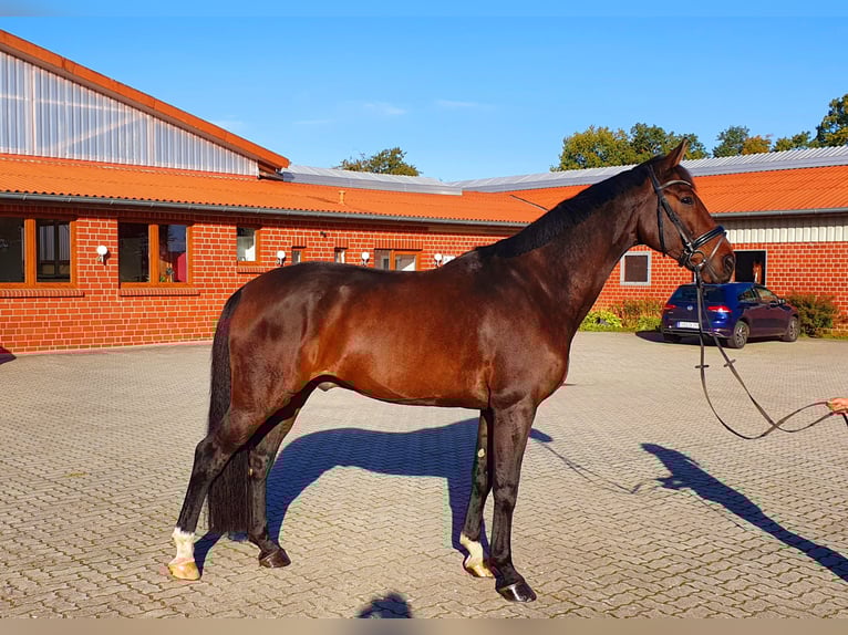 Koń oldenburski Wałach 10 lat 176 cm Ciemnogniada in Frelsdorf