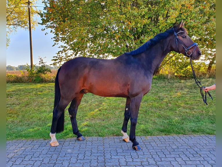 Koń oldenburski Wałach 10 lat 176 cm Ciemnogniada in Frelsdorf