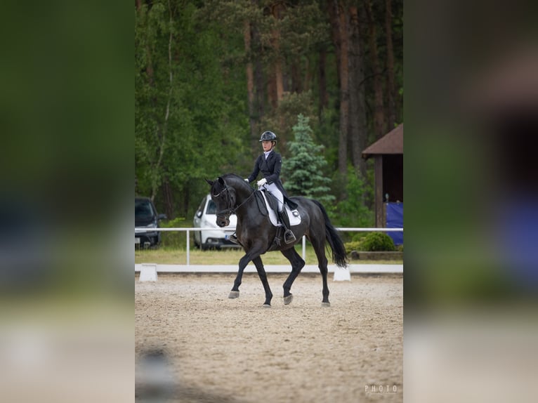 Koń oldenburski Wałach 10 lat 177 cm Kara in Złotów