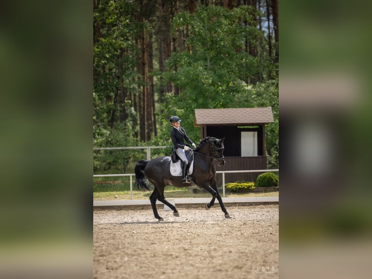 Koń oldenburski Wałach 10 lat 177 cm Kara in Złotów