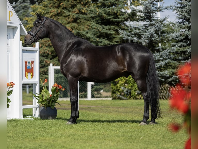 Koń oldenburski Wałach 10 lat 177 cm Kara in Złotów
