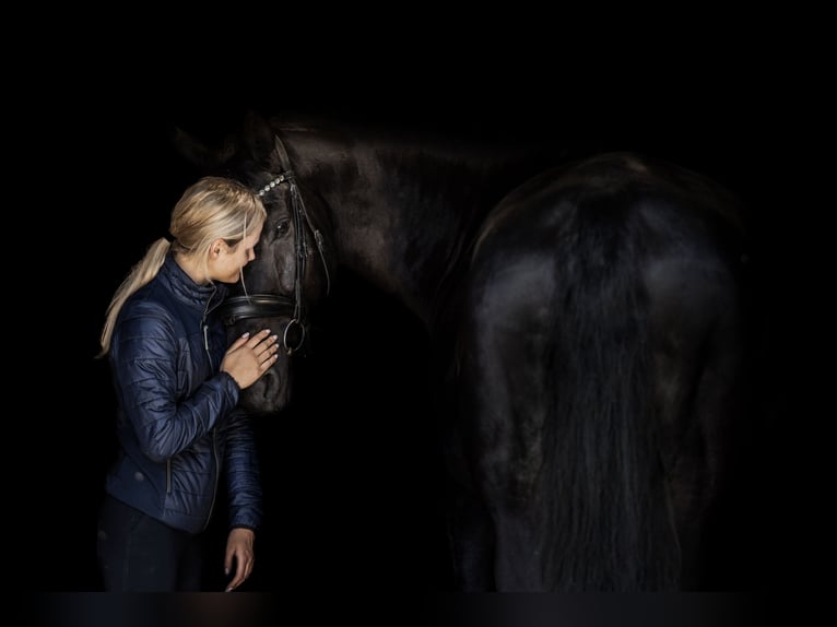 Koń oldenburski Wałach 10 lat 177 cm Kara in Złotów