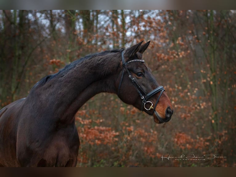 Koń oldenburski Wałach 10 lat 182 cm Ciemnogniada in Netzbach