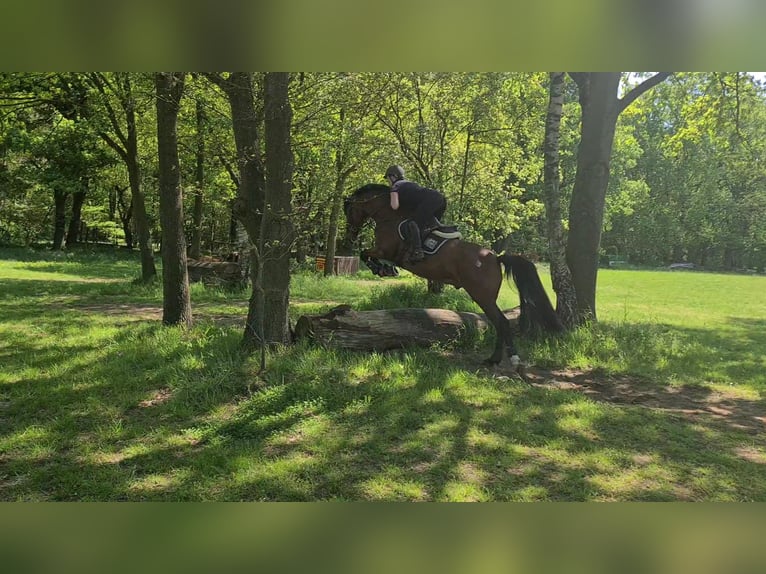 Koń oldenburski Wałach 11 lat 163 cm Gniada in Wesel