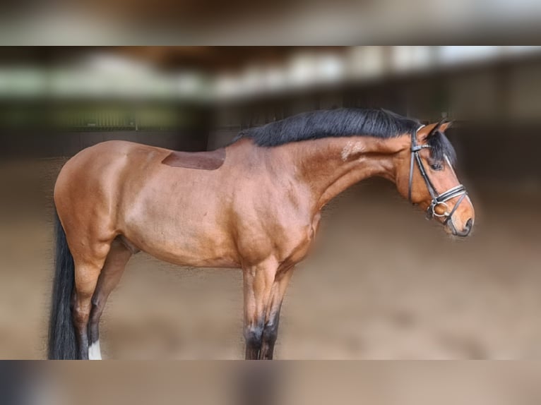 Koń oldenburski Wałach 11 lat 163 cm Gniada in Wesel