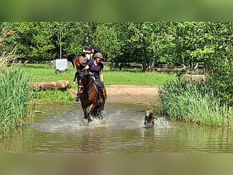 Koń oldenburski Wałach 11 lat 163 cm Gniada in Wesel