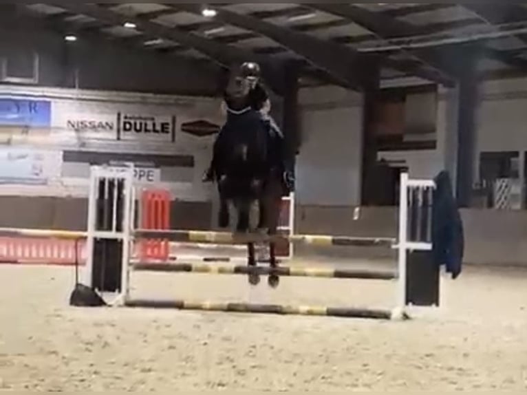 Koń oldenburski Wałach 11 lat 169 cm Skarogniada in Lathen