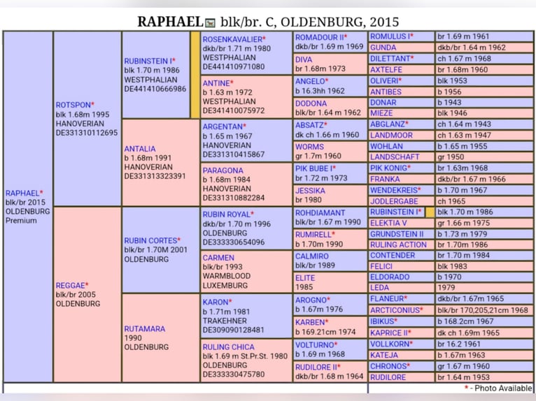 Koń oldenburski Wałach 11 lat 170 cm Gniada in Ocala FL