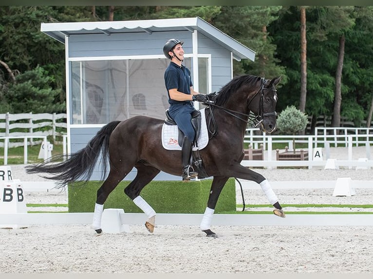 Koń oldenburski Wałach 11 lat 170 cm Kara in Pilisjászfalu