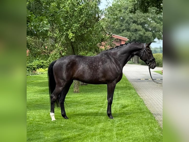 Koń oldenburski Wałach 11 lat 170 cm Kara in Emlichheim