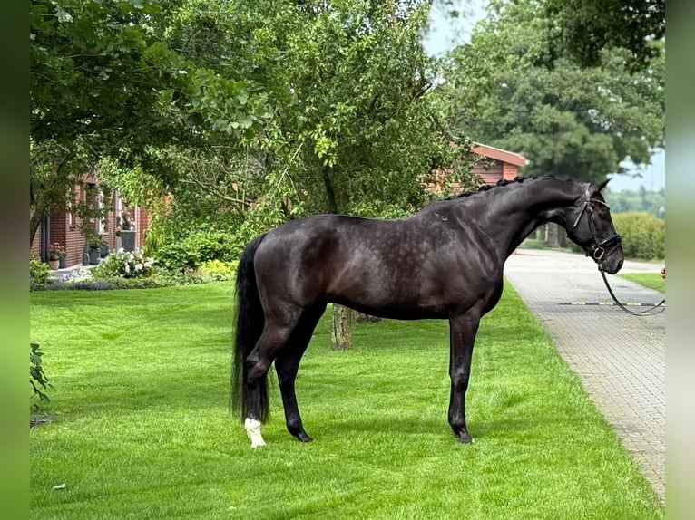 Koń oldenburski Wałach 11 lat 170 cm Kara in Emlichheim