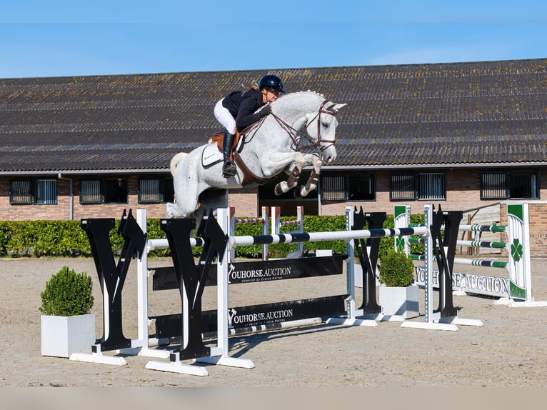 Koń oldenburski Wałach 11 lat 171 cm Siwa in Waddinxveen