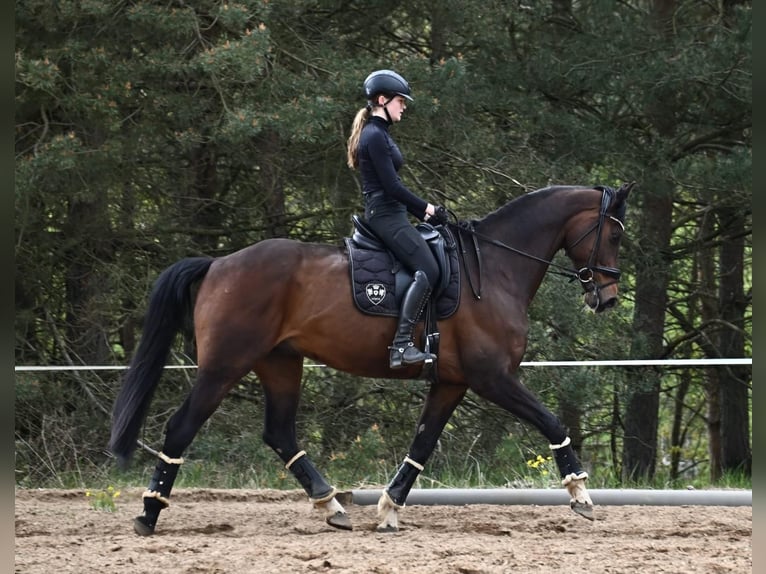 Koń oldenburski Wałach 11 lat 175 cm Ciemnogniada in Grabowhöfe