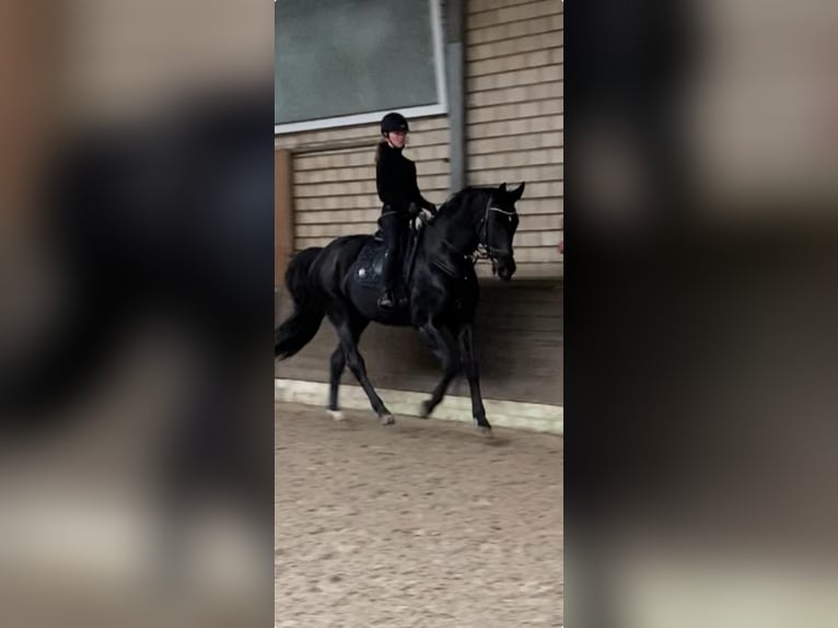 Koń oldenburski Wałach 11 lat 175 cm Kara in Molbergen