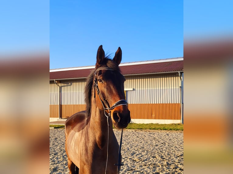 Koń oldenburski Wałach 11 lat 176 cm Ciemnogniada in Frelsdorf