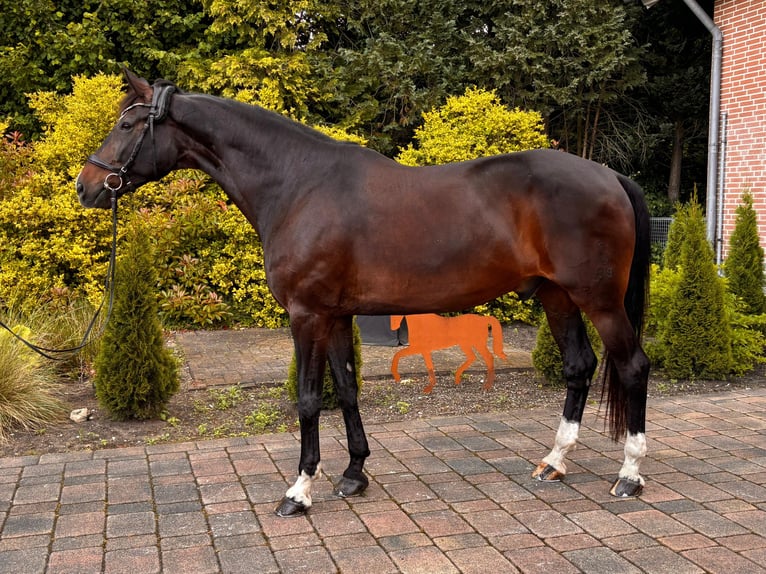 Koń oldenburski Wałach 11 lat 185 cm Ciemnogniada in Delbrück