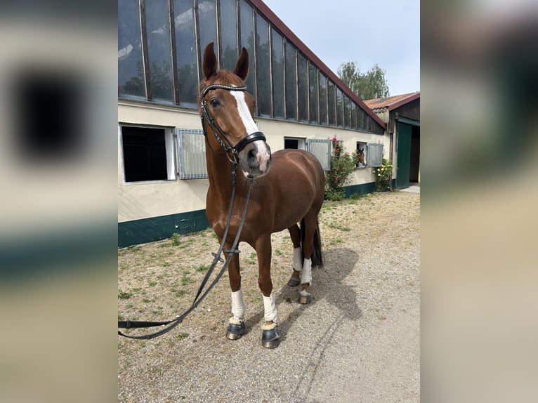 Koń oldenburski Wałach 12 lat 164 cm Ciemnokasztanowata in Bergholz-Rehbr&#xFC;cke