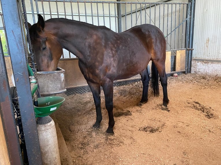 Koń oldenburski Wałach 12 lat 170 cm Ciemnogniada in Friesoythe