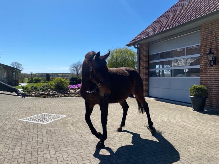 Koń oldenburski Wałach 12 lat 170 cm Ciemnogniada in Lindern (Oldenburg)