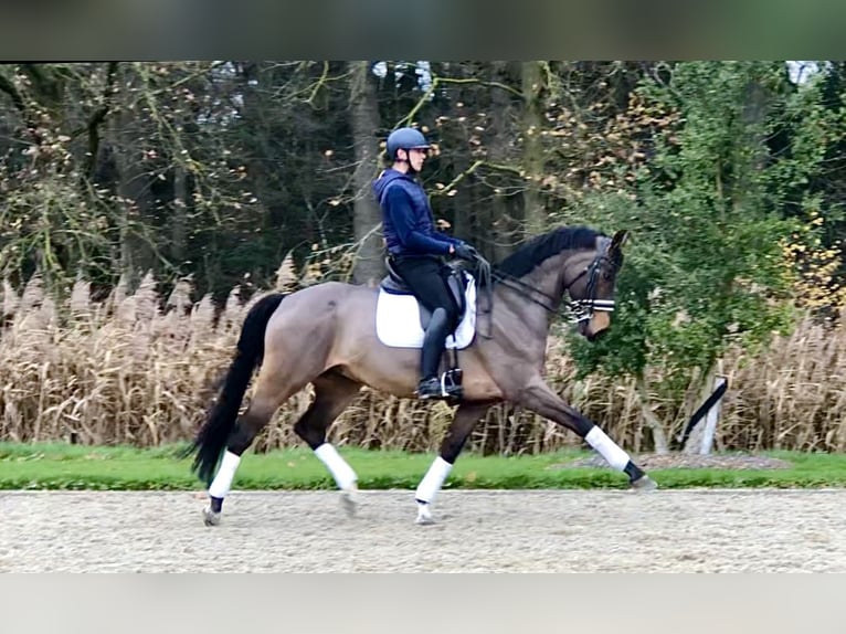 Koń oldenburski Wałach 12 lat 170 cm Ciemnogniada in Bree