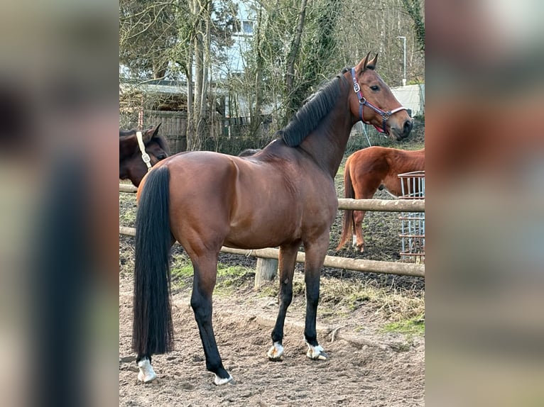 Koń oldenburski Wałach 12 lat 170 cm Gniada in Essen