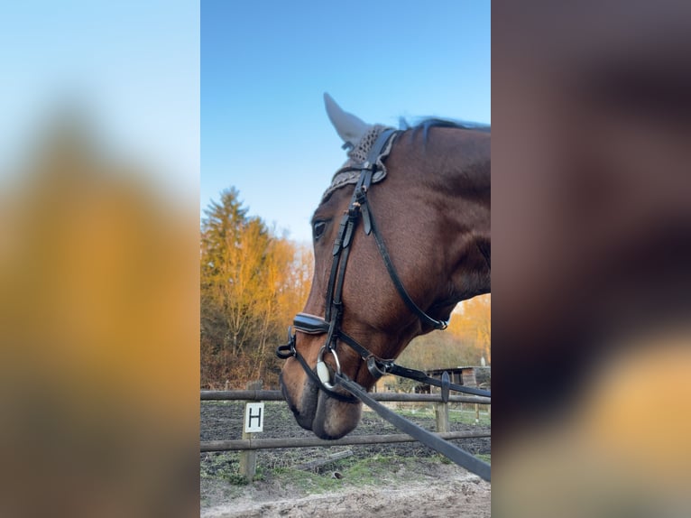 Koń oldenburski Wałach 12 lat 170 cm Gniada in Essen