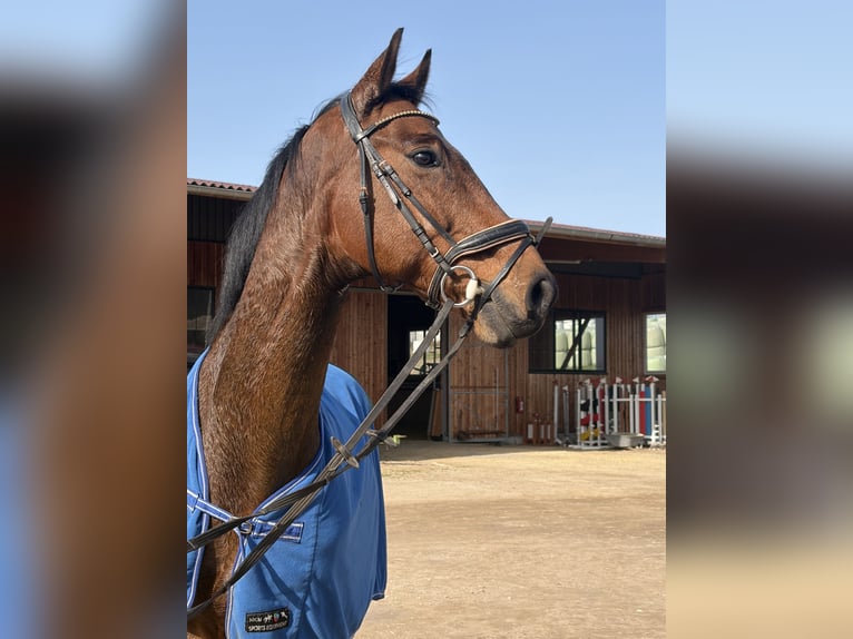 Koń oldenburski Wałach 12 lat 170 cm Gniada in Essen