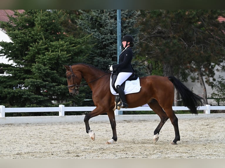 Koń oldenburski Wałach 12 lat 170 cm Gniada in Wien