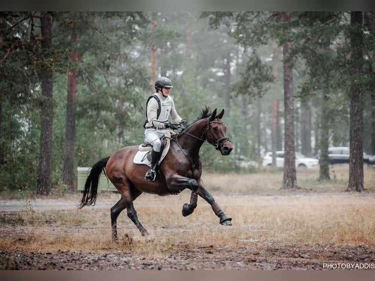 Koń oldenburski Wałach 12 lat 170 cm Gniada in Warendorf