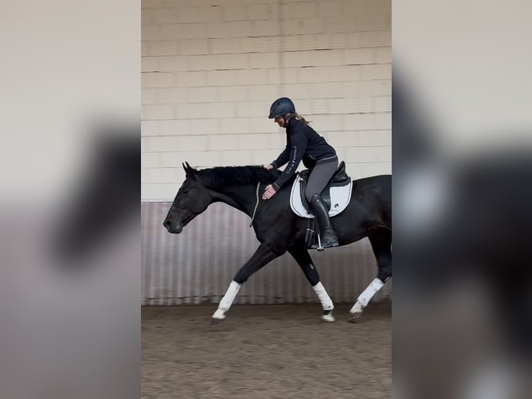 Koń oldenburski Wałach 12 lat 172 cm Kara in Schenklengsfeld