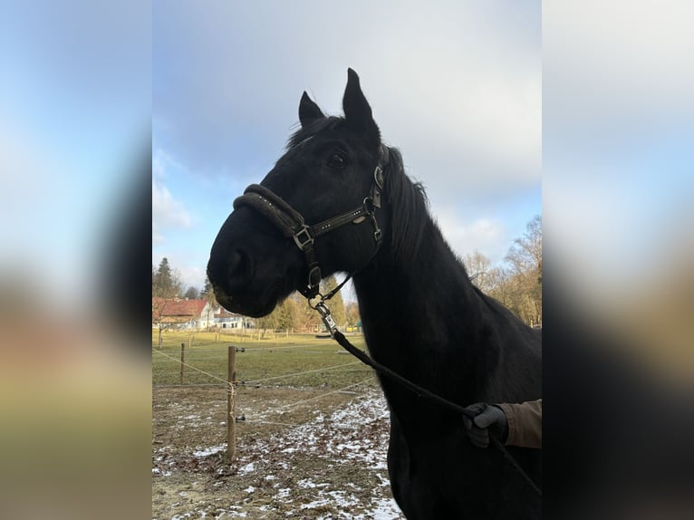 Koń oldenburski Wałach 12 lat 173 cm Kara in Stadtbergen
