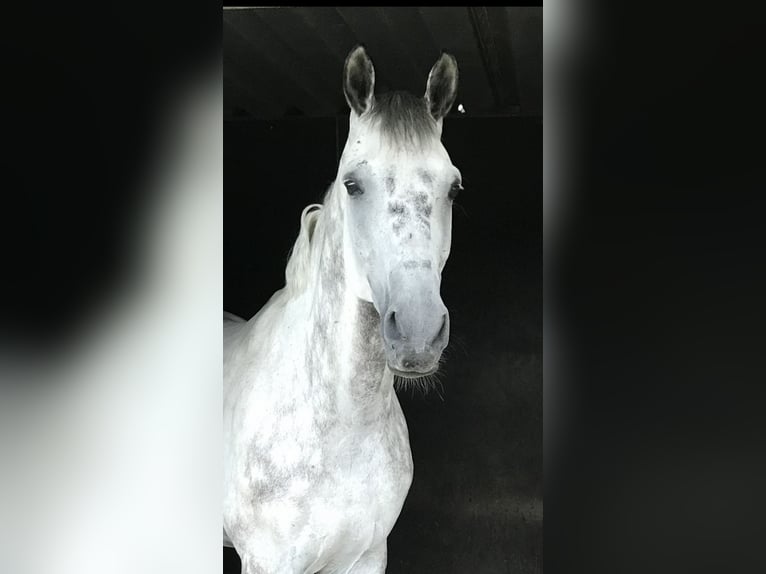 Koń oldenburski Wałach 12 lat 173 cm Siwa jabłkowita in Bergisch Gladbach