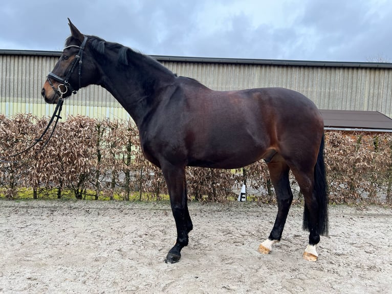 Koń oldenburski Wałach 12 lat 174 cm Ciemnogniada in Hilden