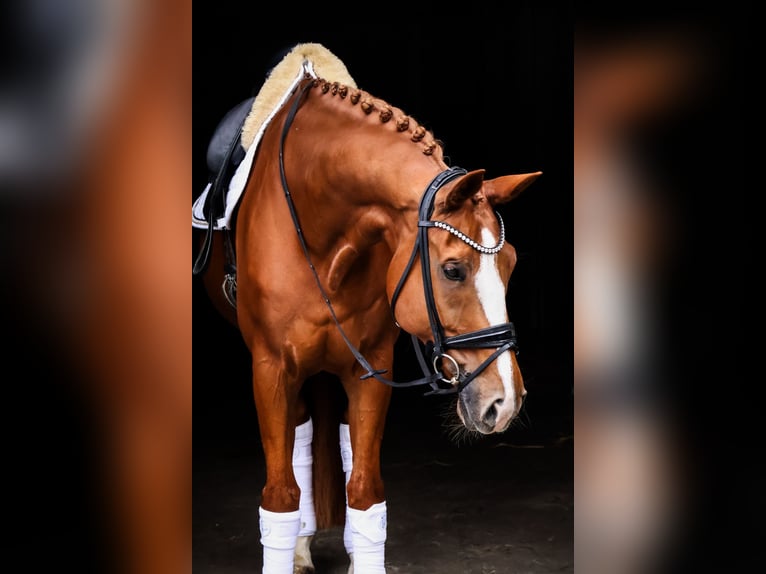 Koń oldenburski Wałach 12 lat 174 cm Kasztanowata in Bonefeld