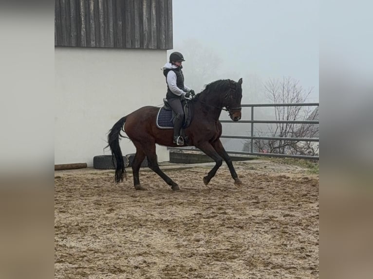 Koń oldenburski Wałach 12 lat 175 cm Gniada in Daleiden